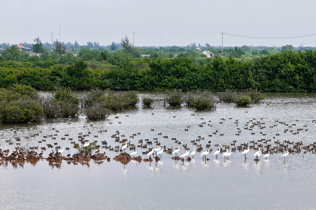 Chương trình “Chào đón chim di cư năm 2025 - 2026”