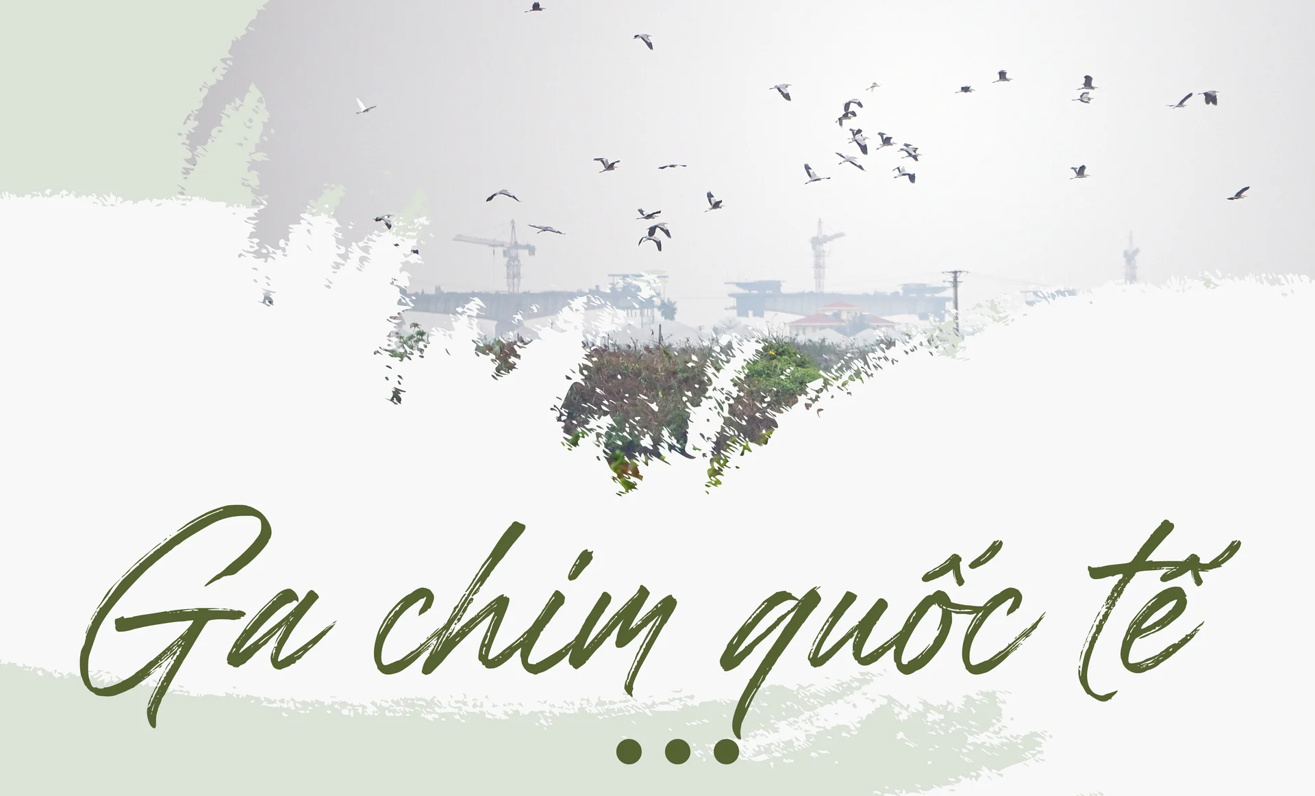Xuân Thủy - Nơi đàn chim trở về  