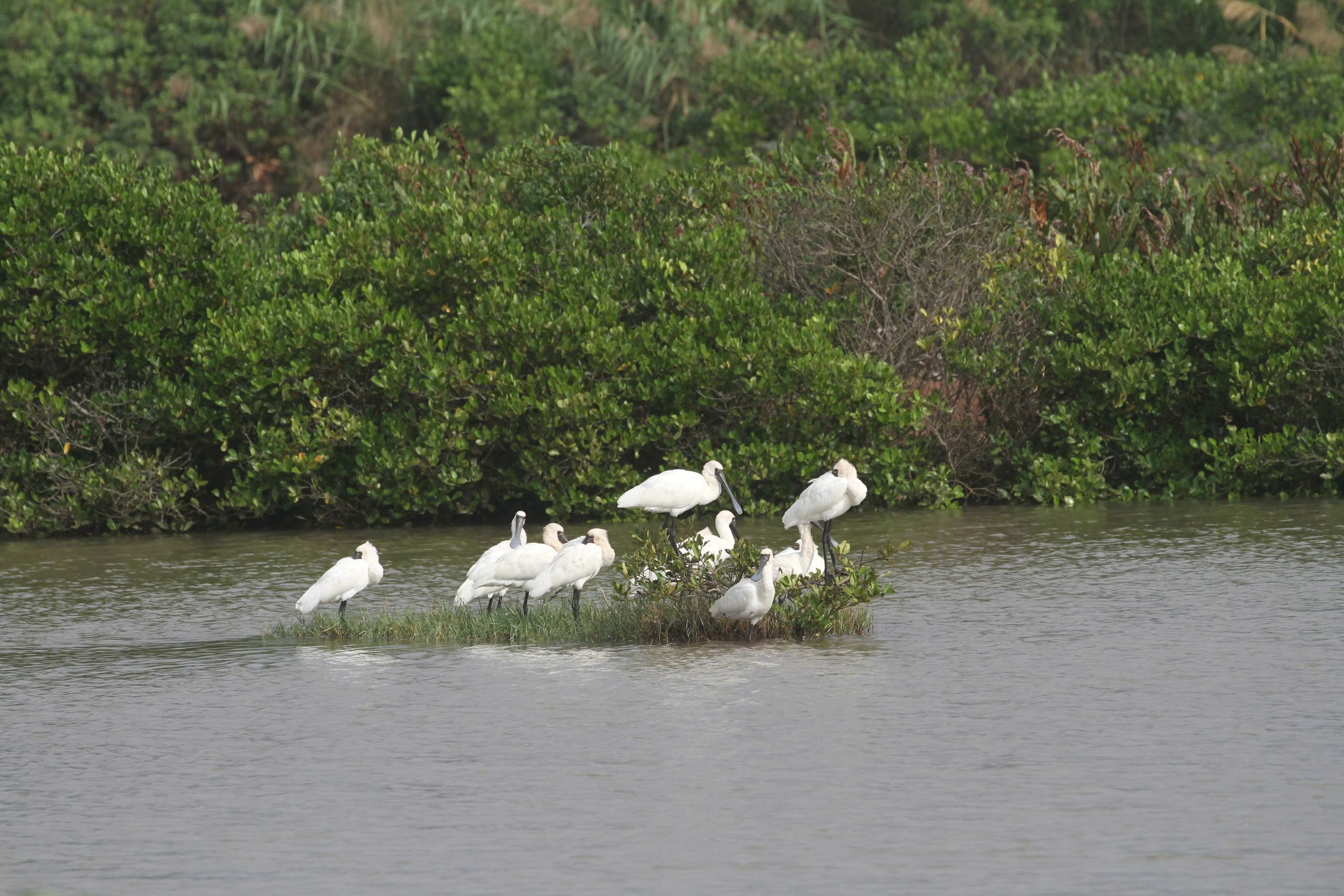 Trình Thủ tướng Chính phủ thông qua chủ trương đề cử Vườn quốc gia Xuân Thủy là Vườn Di sản ASEAN