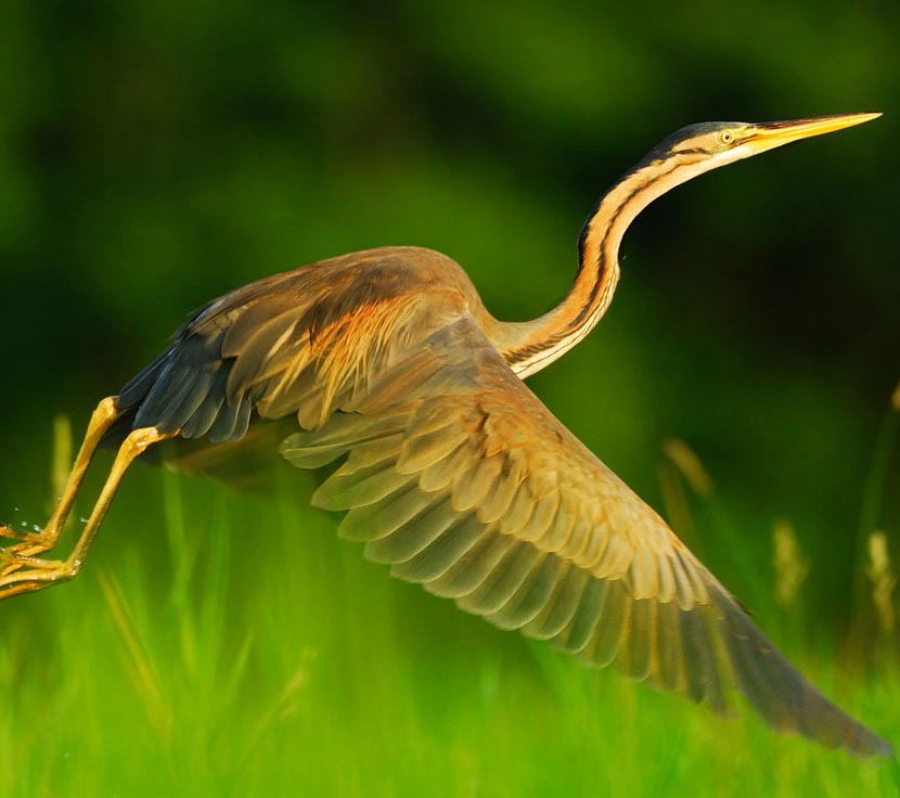Purple Heron - DIỆC LỬA