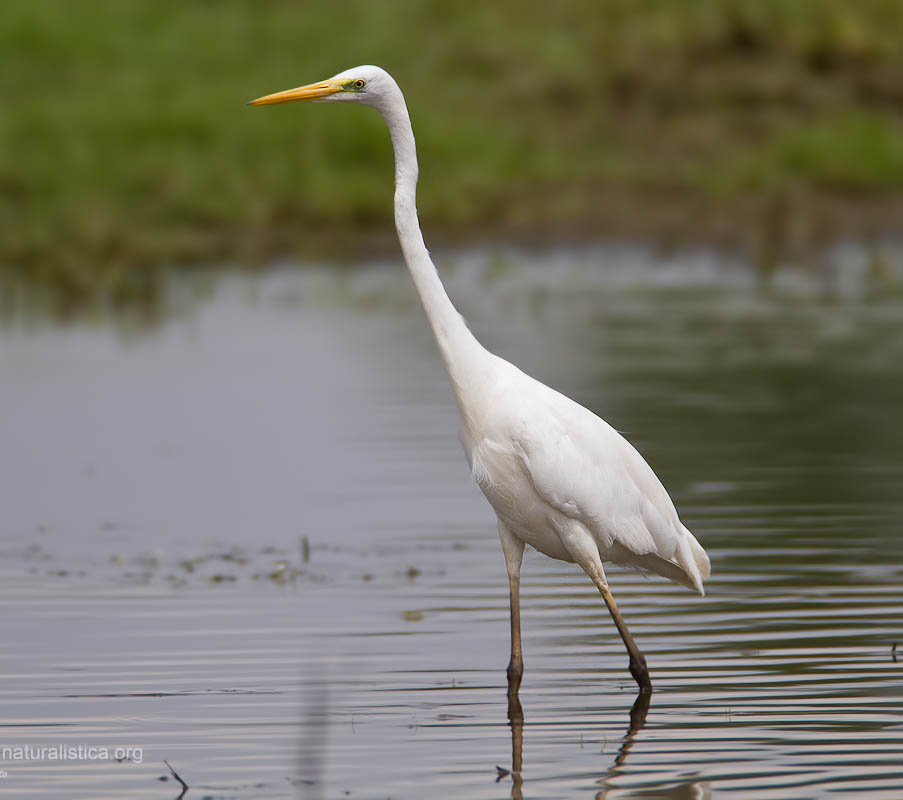 Great Egret - CÒ TRẮNG LỚN