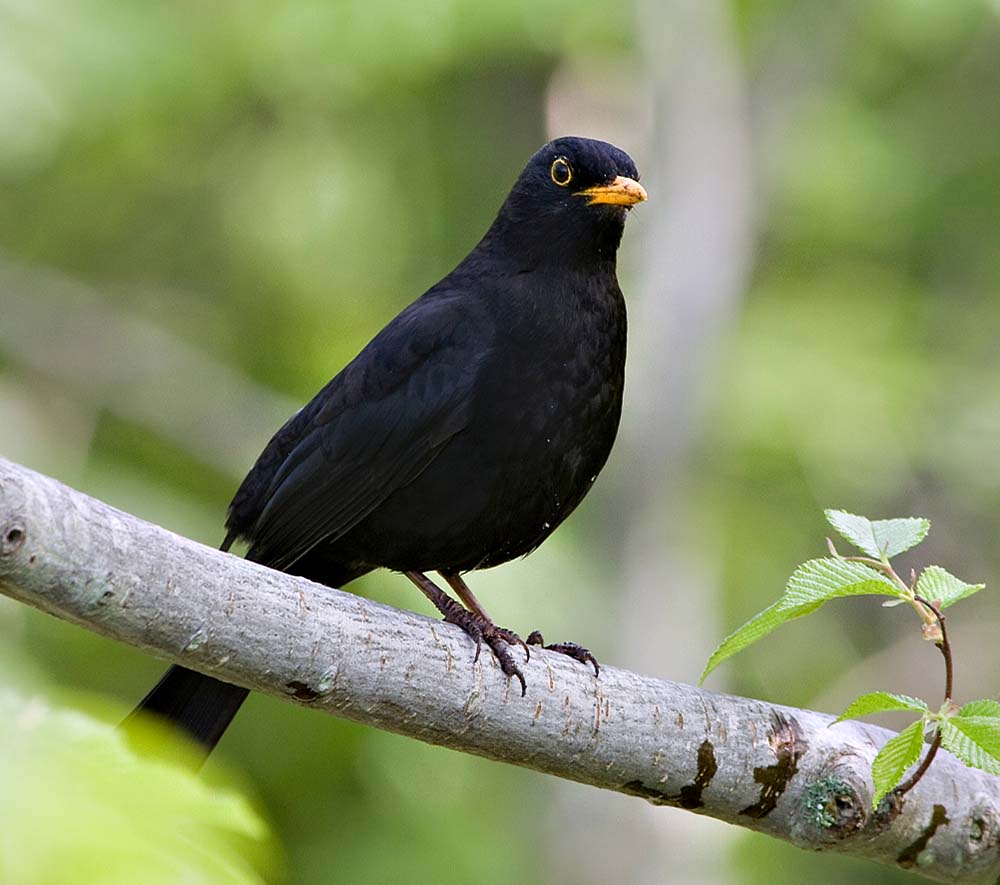 Eurasian Blackbird - HOÉT ĐEN