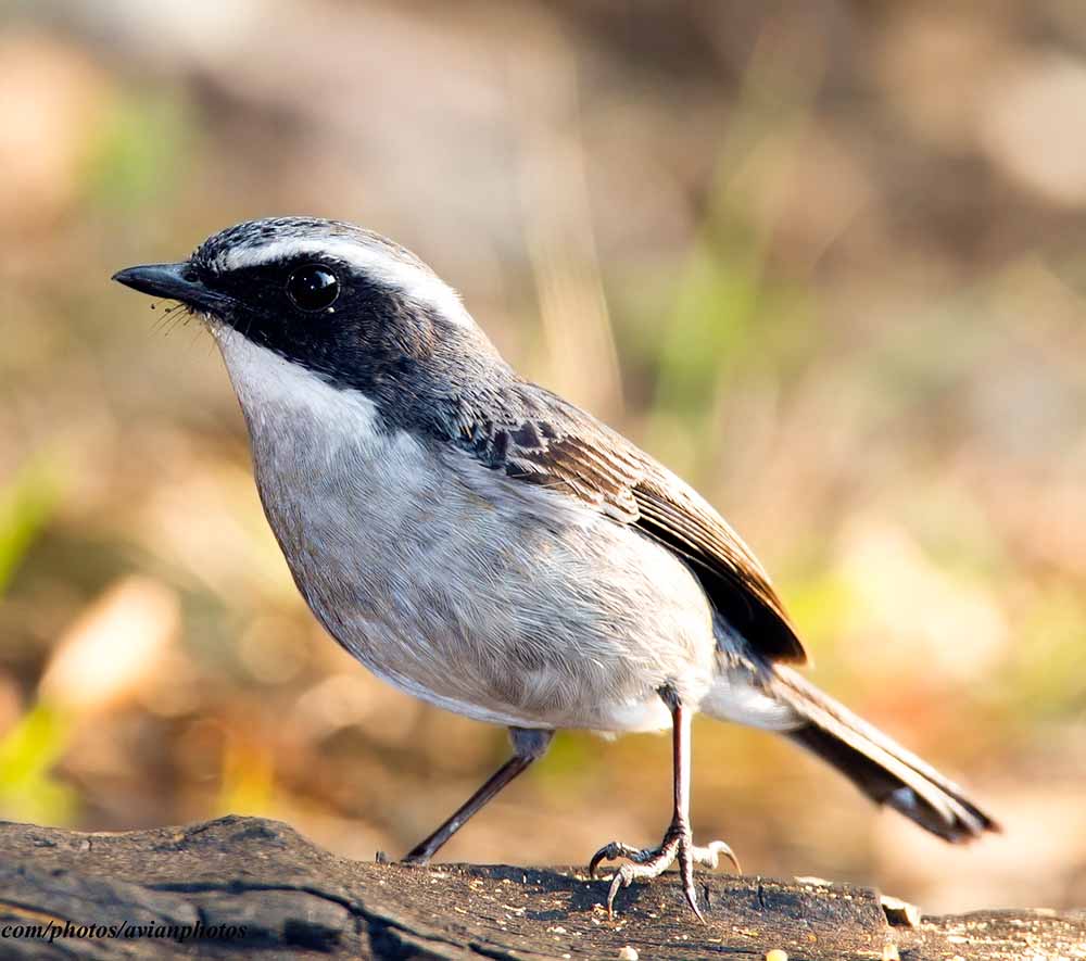 Grey Bushchat - SẺ BỤI XÁM