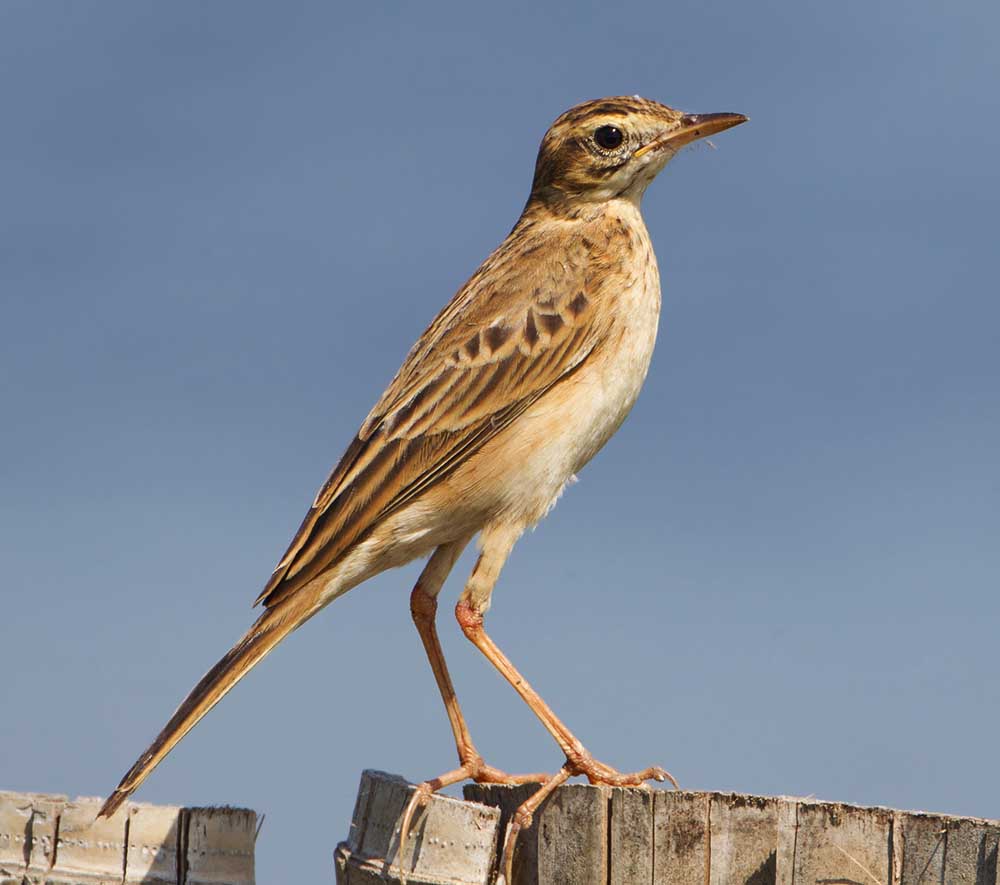 Richard's Pipit - CHIM MANH LỚN