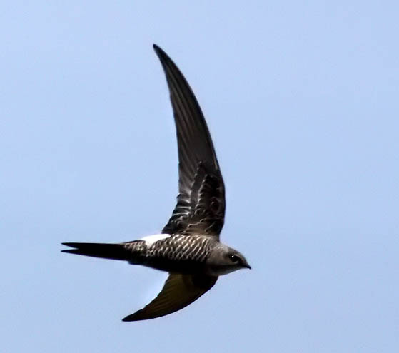 Fork-tailed Swift - YẾN HÔNG TRẮNG