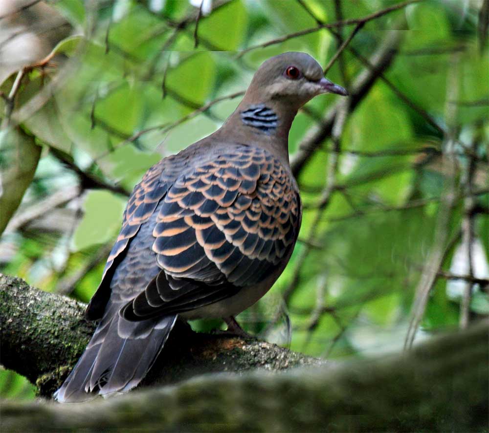 Oriental Turtle Dove - CU SEN