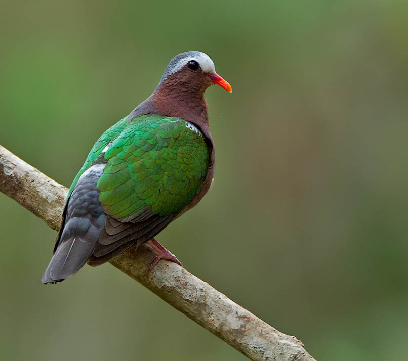 Emerald Dove- CU LUỒNG