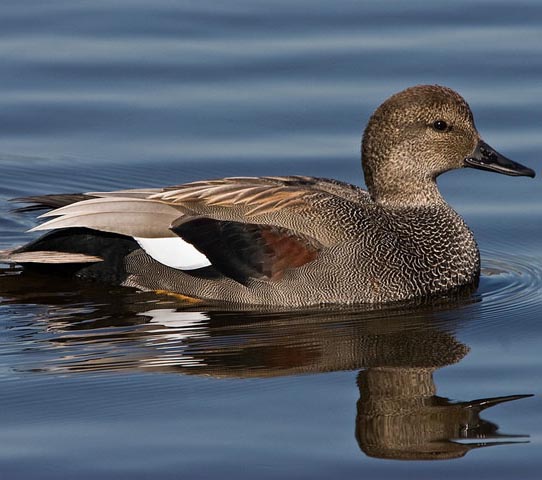 Gadwall - VỊT CÁNH TRẮNG