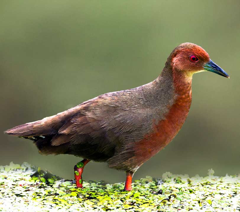 Ruddy-breasted Crake - CUỐC NGỰC NÂU