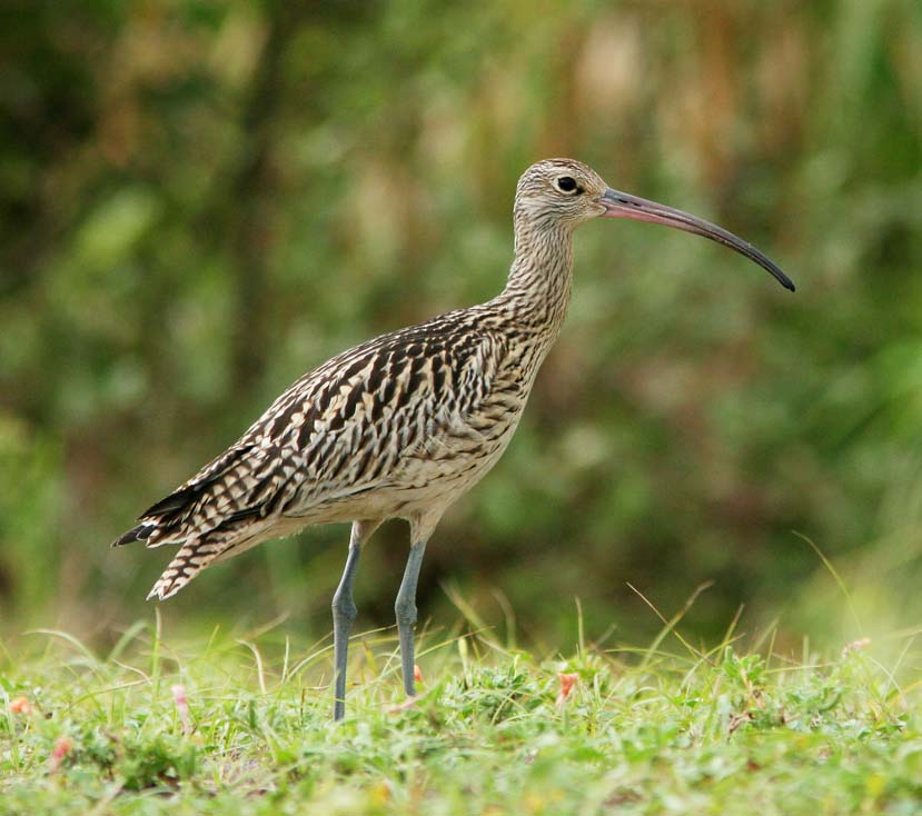 Eastern Curlew - CHOẮT MỎ CONG HÔNG NÂU