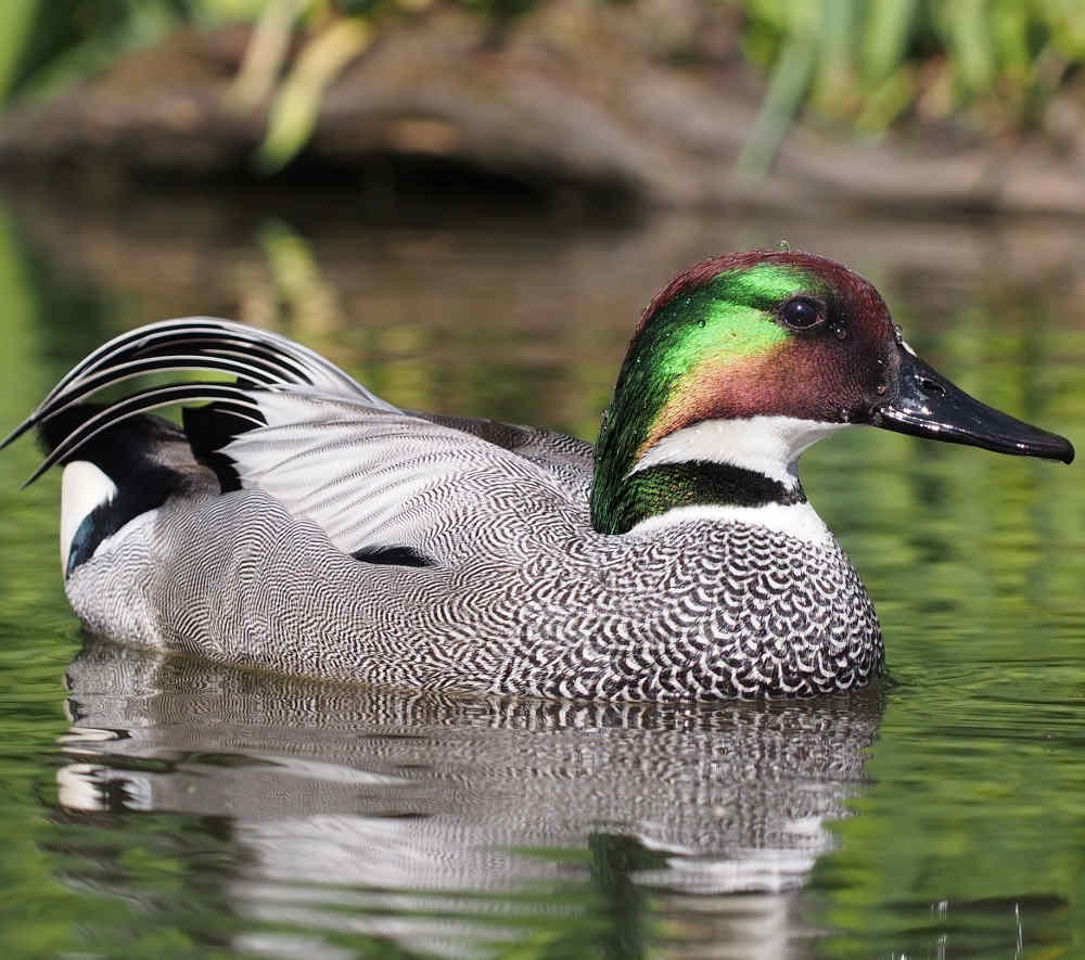 Falcated Duck- VỊT LƯỠI LIỀM