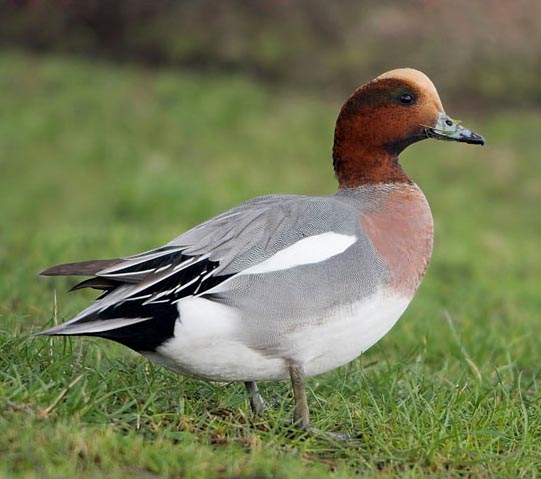 Eurasian Wigeon- VỊT ĐẦU VÀNG