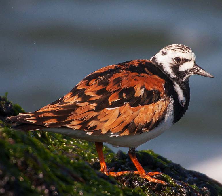 Ruddy Turnstone - RẼ KHOANG