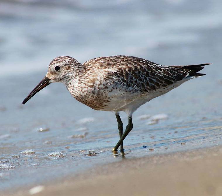 Great Knot - RẼ LỚN NGỰC ĐỐM