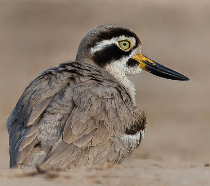 Great Thick-knee - RẼ MỎ TO