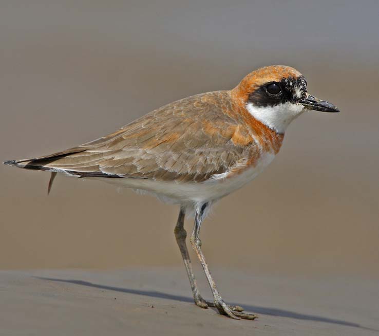 Greater Sand Plover - CHOI CHOI LỚN