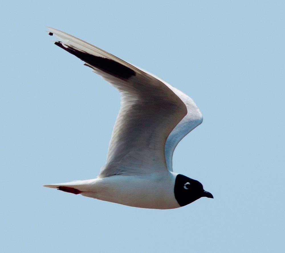 Saunders's Gull - MÒNG BỂ MỎ NGẮN